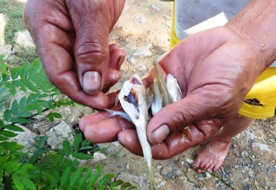 Thanh[-]Hóa:[-]Nước[-]sông[-]nổi[-]bọt,[-]cá[-]chết[-]hàng[-]loạt